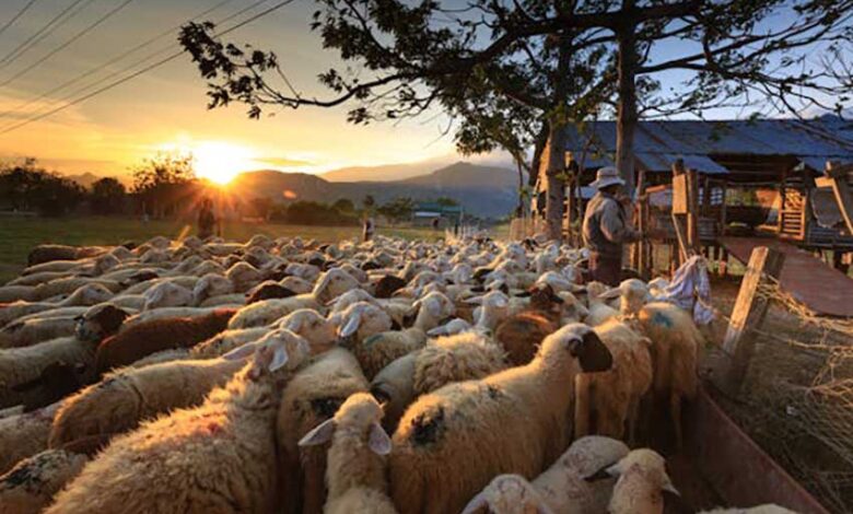 Τύρναβος:-Σύλληψη-κτηνοτρόφου-για-παραβίαση-μέτρων-ευλογιάς