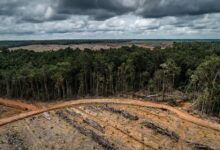 Τέσσερις-τράπεζες-της-Γαλλίας-«σκοτώνουν»-με-τα-λεφτά-τους-το-δάσος-του-Αμαζονίου