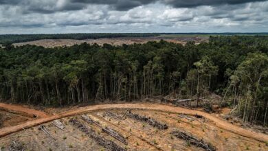 Τέσσερις-τράπεζες-της-Γαλλίας-«σκοτώνουν»-με-τα-λεφτά-τους-το-δάσος-του-Αμαζονίου