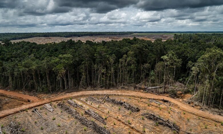 Τέσσερις-τράπεζες-της-Γαλλίας-«σκοτώνουν»-με-τα-λεφτά-τους-το-δάσος-του-Αμαζονίου