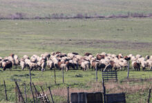 Τα-20-νέα-μέτρα-θωράκισης-της-κτηνοτροφίας-που-προτείνει-η-Επιτροπή-ελέγχου-της-ευλογιάς