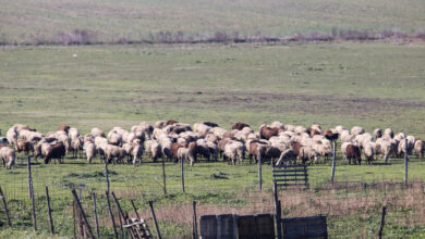 Τα-20-νέα-μέτρα-θωράκισης-της-κτηνοτροφίας-που-προτείνει-η-Επιτροπή-ελέγχου-της-ευλογιάς