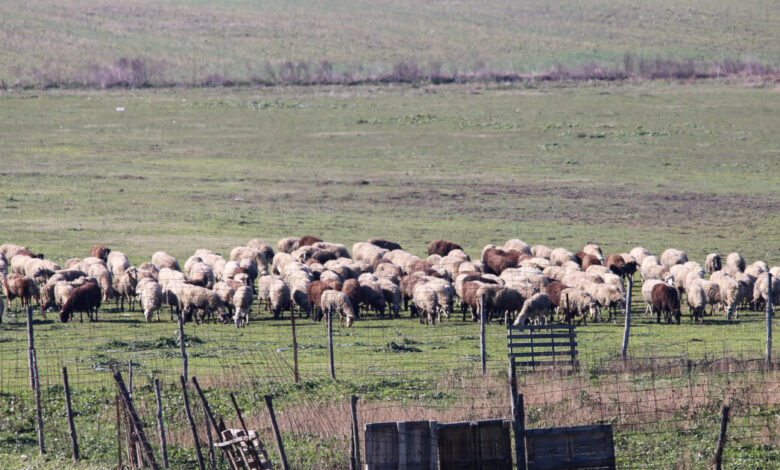 Τα-20-νέα-μέτρα-θωράκισης-της-κτηνοτροφίας-που-προτείνει-η-Επιτροπή-ελέγχου-της-ευλογιάς
