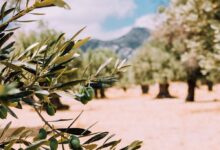 Νέα-πρόστιμα-για-μικροελαιοκαλλιεργητές-από-το-2026