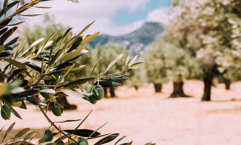 Νέα-πρόστιμα-για-μικροελαιοκαλλιεργητές-από-το-2026