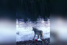 Καναδάς:-Λύκαινα-εντυπωσιάζει-τους-επιστήμονες-ανασύροντας-καβουροπαγίδα-από-τον-βυθό