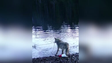 Καναδάς:-Λύκαινα-εντυπωσιάζει-τους-επιστήμονες-ανασύροντας-καβουροπαγίδα-από-τον-βυθό