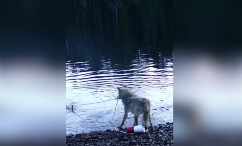 Καναδάς:-Λύκαινα-εντυπωσιάζει-τους-επιστήμονες-ανασύροντας-καβουροπαγίδα-από-τον-βυθό