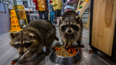 Τα-ρακούν-μπορεί-να-εξελιχθούν-στο-επόμενο-κατοικίδιο-των-ΗΠΑ