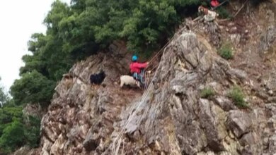 Ευρυτανία:-Μεγάλη-επιχείρηση-διάσωσης-στήθηκε-για-κατσίκες-που-είχαν-εγκλωβιστεί-σε-βράχια