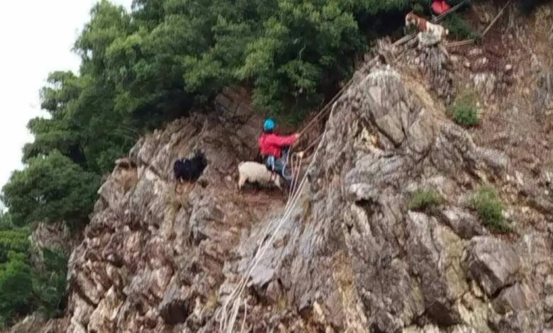 Ευρυτανία:-Μεγάλη-επιχείρηση-διάσωσης-στήθηκε-για-κατσίκες-που-είχαν-εγκλωβιστεί-σε-βράχια