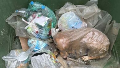 Πέταξαν-σκυλίτσα-σε-τσουβάλι-μέσα-σε-κάδο-σκουπιδιών-στη-Μεγαλόπολη-–-«Δεν-ξέρουμε-αν-είχε-ναρκωθεί»