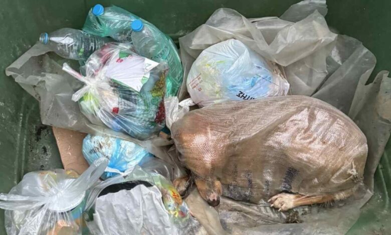 Πέταξαν-σκυλίτσα-σε-τσουβάλι-μέσα-σε-κάδο-σκουπιδιών-στη-Μεγαλόπολη-–-«Δεν-ξέρουμε-αν-είχε-ναρκωθεί»