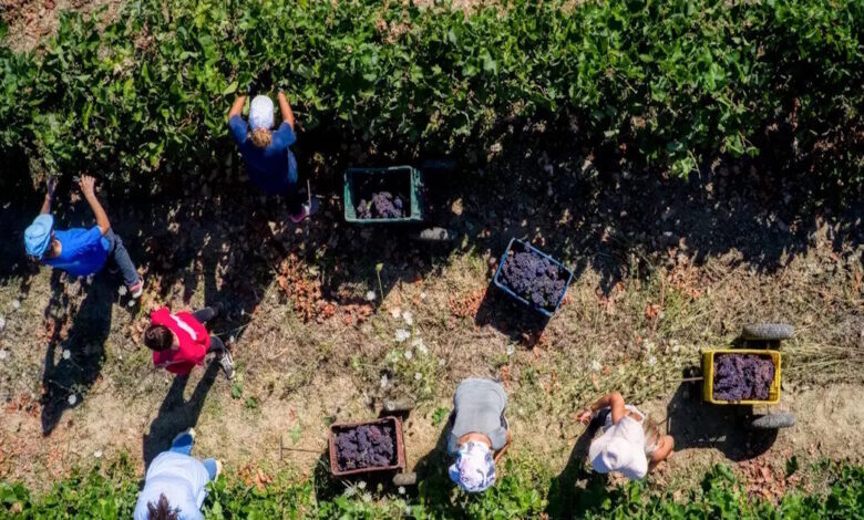 aγρότες:-Πως-θα-πληρωθούν-φέτος-και-το-2026-–-Το-νέο-σύστημα-επιδοτήσεων