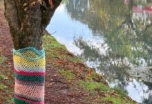 Πλεκτά-δέντρα-στον-Ληθαίο:-Χρώμα-και-γιορτινή-ζεστασιά-από-το-ΚΔΑΠ-«Ομόνοια»