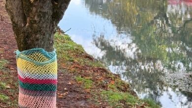 Πλεκτά-δέντρα-στον-Ληθαίο:-Χρώμα-και-γιορτινή-ζεστασιά-από-το-ΚΔΑΠ-«Ομόνοια»