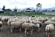 Έκτακτο-επίδομα-στους-κτηνοτρόφους-έως-70-ευρώ-για-κάθε-ζώο-που-θανατώθηκε-λόγω-ευλογιάς-–-Τέλη-Δεκεμβρίου-η-καταβολή-του