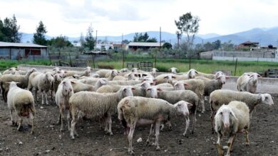 Έκτακτο-επίδομα-στους-κτηνοτρόφους-έως-70-ευρώ-για-κάθε-ζώο-που-θανατώθηκε-λόγω-ευλογιάς-–-Τέλη-Δεκεμβρίου-η-καταβολή-του