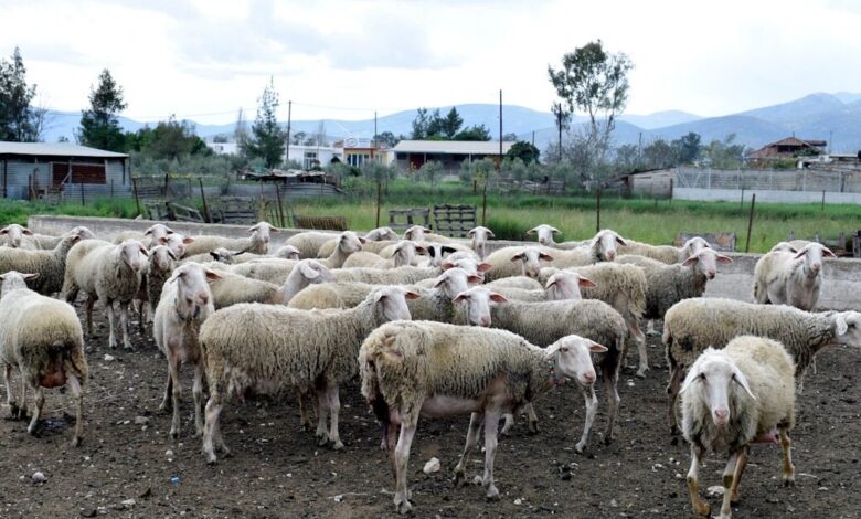 Έκτακτο-επίδομα-στους-κτηνοτρόφους-έως-70-ευρώ-για-κάθε-ζώο-που-θανατώθηκε-λόγω-ευλογιάς-–-Τέλη-Δεκεμβρίου-η-καταβολή-του