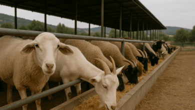 Έκτακτη-στήριξη-56-εκατ.-e-στους-κτηνοτρόφους-για-ευλογιά-και-πανώλη