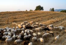 Βοσκοτόπια:-Οριστικό-τέλος-στη-«τεχνική-λύση»-–-Το-νέο-πλαίσιο-για-την-κατανομή-τους