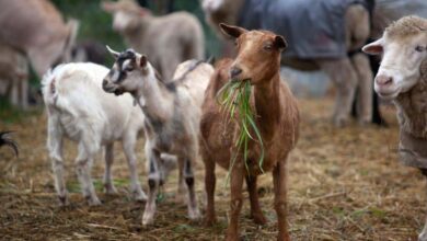 Ευλογιά:-1754-κρούσματα,-423.125-ζώα-θανατώθηκαν-στη-χώρα