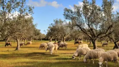 ΟΠΕΚΕΠΕ:-Στο-μικροσκόπιο-οικογένεια-κτηνοτρόφων-από-τα-Τρίκαλα-για-επιδοτήσεις-σχεδόν-1-εκατ.-ευρώ