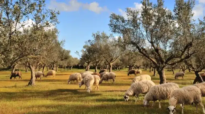 ΟΠΕΚΕΠΕ:-Στο-μικροσκόπιο-οικογένεια-κτηνοτρόφων-από-τα-Τρίκαλα-για-επιδοτήσεις-σχεδόν-1-εκατ.-ευρώ