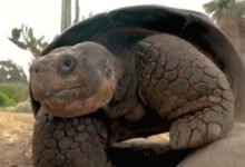 Πέθανε-η-διάσημη-χελώνα-Γκράμμα,-σε-ηλικία-141-ετών,-στον-ζωολογικό-κήπο-του-Σαν-Ντιέγκο