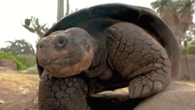 Πέθανε-η-διάσημη-χελώνα-Γκράμμα,-σε-ηλικία-141-ετών,-στον-ζωολογικό-κήπο-του-Σαν-Ντιέγκο