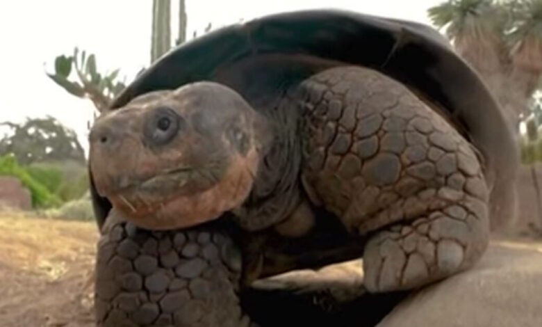 Πέθανε-η-διάσημη-χελώνα-Γκράμμα,-σε-ηλικία-141-ετών,-στον-ζωολογικό-κήπο-του-Σαν-Ντιέγκο