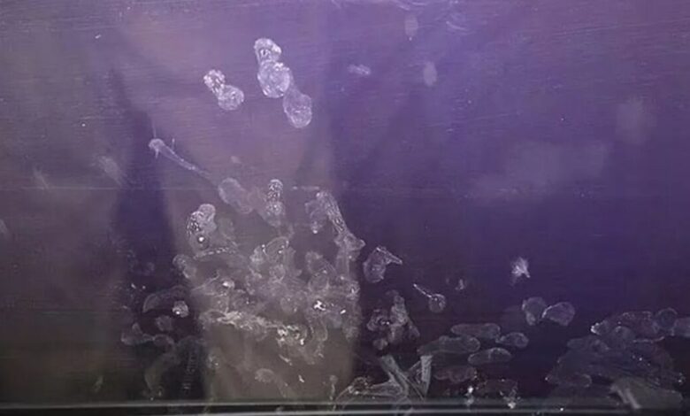 Δίχρονη-πάλευε-για-τη-ζωή-της-ενώ-ο-πατέρας-έβλεπε-πορνό:-Τα-σοκαριστικά-αποτυπώματά-της-στο-τζάμι-του-αυτοκινήτου