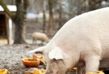 Ισπανία:-Στον-πάγο-μια-στις-τρεις-εξαγωγές-χοιρινού-λόγω-πανώλης