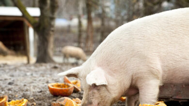 Ισπανία:-Στον-πάγο-μια-στις-τρεις-εξαγωγές-χοιρινού-λόγω-πανώλης