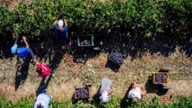 Έρχονται-οι-πληρωμές-του-Μέτρου-23-για-αγρότες-και-η-έκτακτη-ενίσχυση-σε-κτηνοτρόφους-–-Ποιο-είναι-το-χρονοδιάγραμμα-μέχρι-το-τέλος-του-2025
