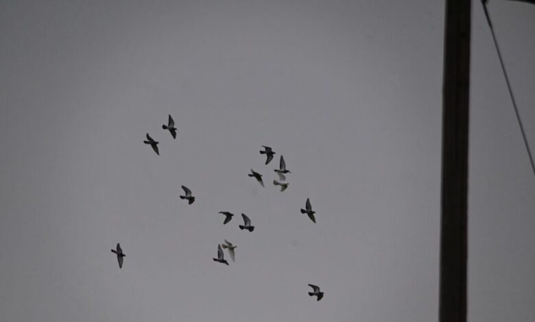 Η-Ρωσία-εκπαιδεύει-περιστέρια-«κατασκόπους»-με-τσιπ-εγκεφάλου-και-κάμερες
