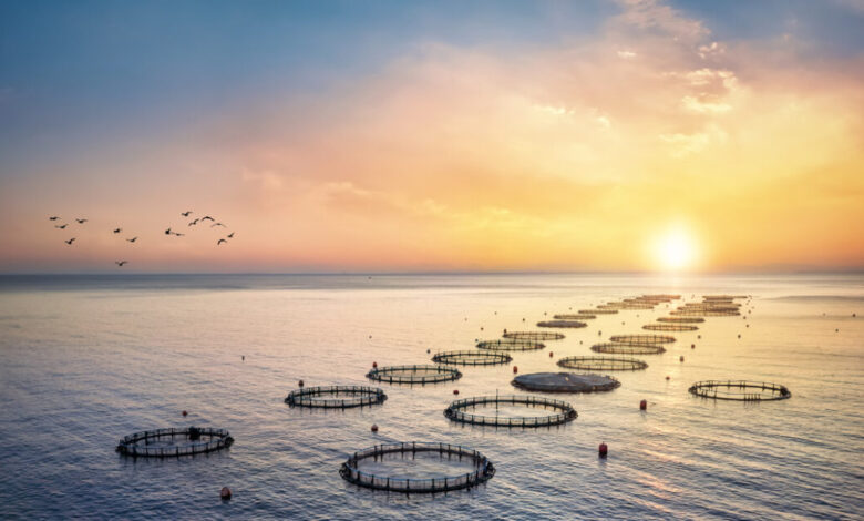 Υδατοκαλλιέργεια:-Ο-κρίσιμος-ρόλος-της-Ελλάδας-στη-διεθνή-αγορά-–-Τι-λέει-ο-Σπύρος-Πρωτοψάλτης