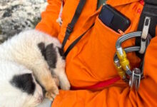 Πήλιο:-Πέταξαν-κουταβάκια-σε-γκρεμό-20-μέτρων-–-Επέζησε-μόνο-το-ένα