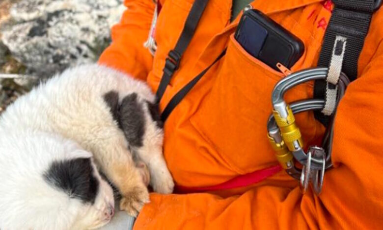 Πήλιο:-Πέταξαν-κουταβάκια-σε-γκρεμό-20-μέτρων-–-Επέζησε-μόνο-το-ένα