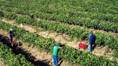 Χατζηδάκης:-Μήνας-πληρωμών-για-τους-αγρότες-ο-Δεκέμβριος