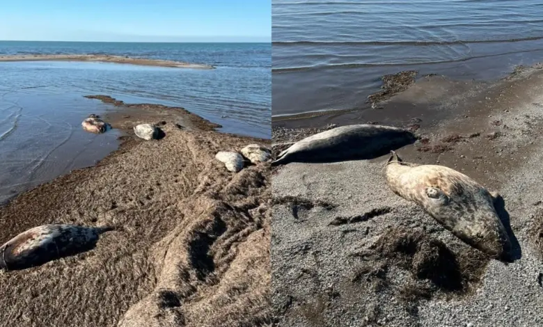 Πάνω-από-320-νεκρές-φώκιες-στις-ακτές-της-Κασπίας-Θάλασσας