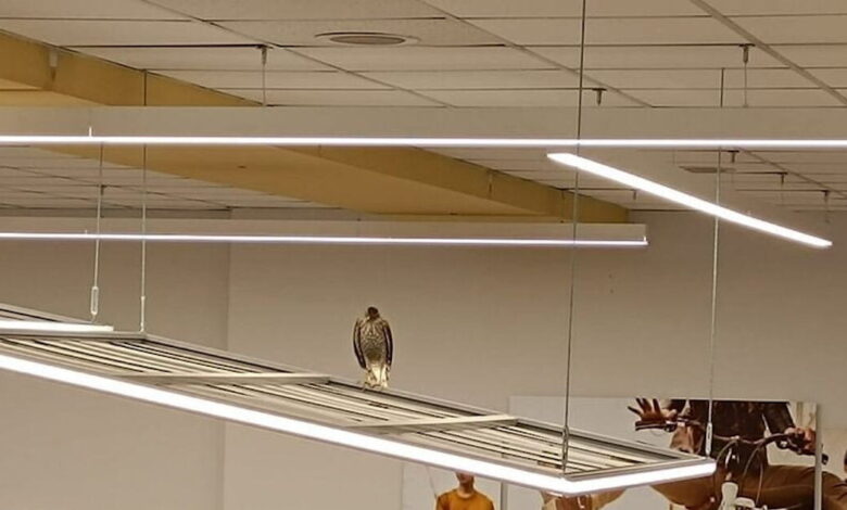 Ηράκλειο:-Γεράκι-εγκλωβίστηκε-σε-σούπερ-μάρκετ-–-Είχε-«αράξει»-σε-φωτιστικό