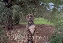 Ζάκυνθος:-Συνελήφθησαν-οι-γονείς-του-2χρονου-αγοριού-που-πέθανε-μετά-από-επίθεση-σκύλου-–-«Μου-έφαγε-το-παιδί-μου»-είπε-συντετριμμένος-ο-πατέρας