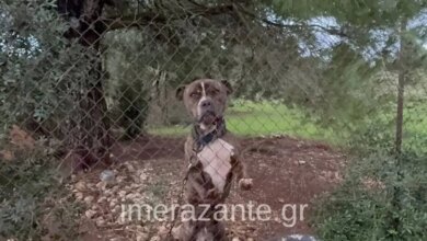 Ζάκυνθος:-Συνελήφθησαν-οι-γονείς-του-2χρονου-αγοριού-που-πέθανε-μετά-από-επίθεση-σκύλου-–-«Μου-έφαγε-το-παιδί-μου»-είπε-συντετριμμένος-ο-πατέρας