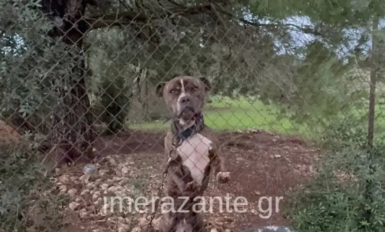 Ζάκυνθος:-Συνελήφθησαν-οι-γονείς-του-2χρονου-αγοριού-που-πέθανε-μετά-από-επίθεση-σκύλου-–-«Μου-έφαγε-το-παιδί-μου»-είπε-συντετριμμένος-ο-πατέρας