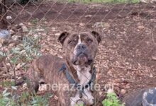 Ζάκυνθος:-Τα-τελευταία-δευτερόλεπτα-του-2χρονου-πριν-ξεψυχήσει-από-την-επίθεση-του-μανιασμένου-πίτμπουλ