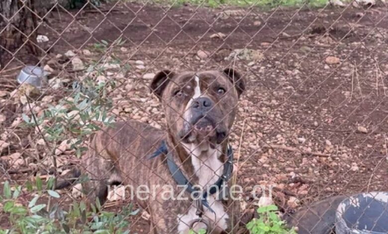 Ζάκυνθος:-Τα-τελευταία-δευτερόλεπτα-του-2χρονου-πριν-ξεψυχήσει-από-την-επίθεση-του-μανιασμένου-πίτμπουλ