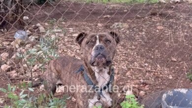 Ζάκυνθος:-Τα-τελευταία-δευτερόλεπτα-του-2χρονου-πριν-ξεψυχήσει-από-την-επίθεση-του-μανιασμένου-πίτμπουλ