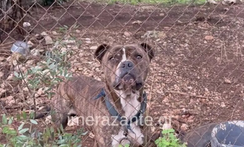 Ζάκυνθος:-Τα-τελευταία-δευτερόλεπτα-του-2χρονου-πριν-ξεψυχήσει-από-την-επίθεση-του-μανιασμένου-πίτμπουλ