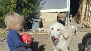 Ζάκυνθος:-«Τον-έχασα-30-δευτερόλεπτα-από-τα-μάτια-μου»,-λέει-ο-πατέρας-του-2χρονου-που-σκοτώθηκε-από-πίτμπουλ-–-Η-οικογένεια-φρόντιζε-αδέσποτα-ζώα